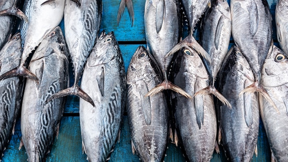 Fish displayed on a table